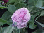 Eulalia Le Brun
