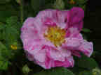 Rose Mundi