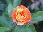 Oranges and Lemons