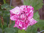 Purple Tiger