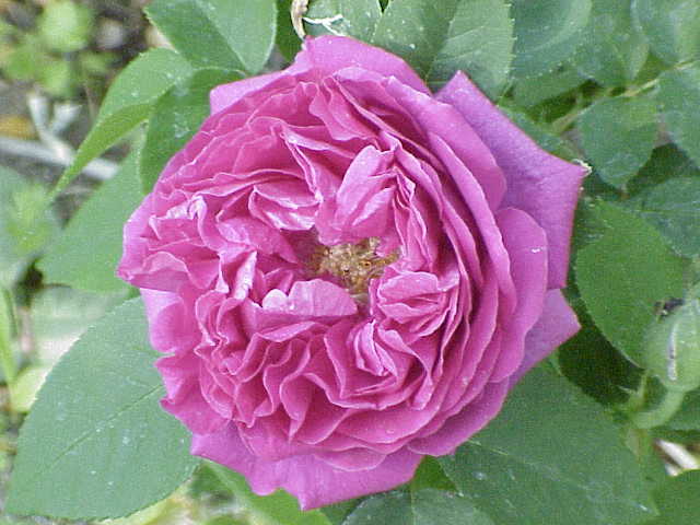 Madame Rosa Monet 
